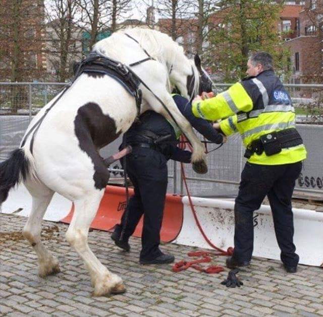 High Quality Police Horse Blank Meme Template