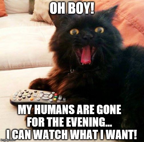 OH BOY! They're gone for the evening |  OH BOY! MY HUMANS ARE GONE FOR THE EVENING...   I CAN WATCH WHAT I WANT! | image tagged in oh boy cat,memes,tv,humans,evening,watch | made w/ Imgflip meme maker
