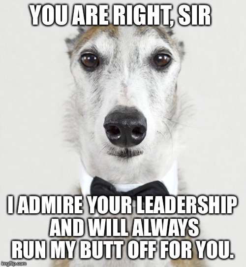 GREYHOUND | YOU ARE RIGHT, SIR I ADMIRE YOUR LEADERSHIP AND WILL ALWAYS RUN MY BUTT OFF FOR YOU. | image tagged in greyhound | made w/ Imgflip meme maker