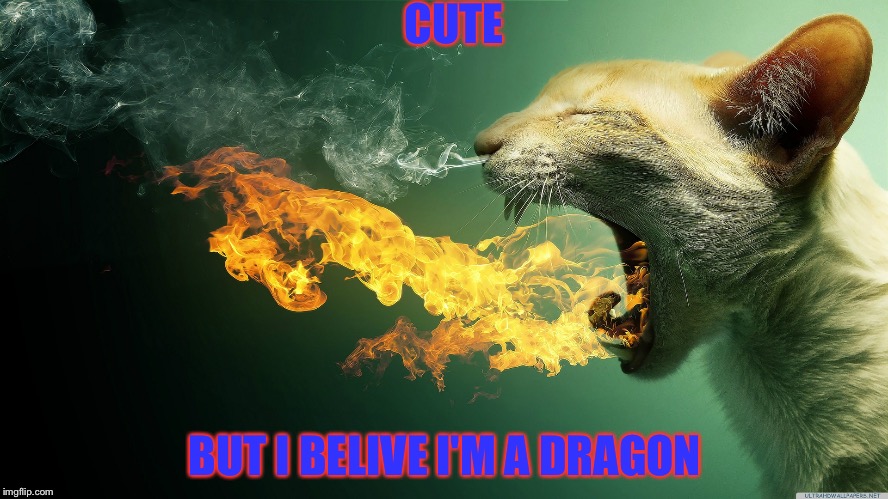 Fire cat | CUTE; BUT I BELIVE I'M A DRAGON | image tagged in dragon,fire,cute cat,scared cat | made w/ Imgflip meme maker