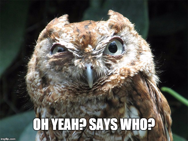 Says Who Owl | OH YEAH? SAYS WHO? | image tagged in owl,oh yeah,says who,make my day | made w/ Imgflip meme maker