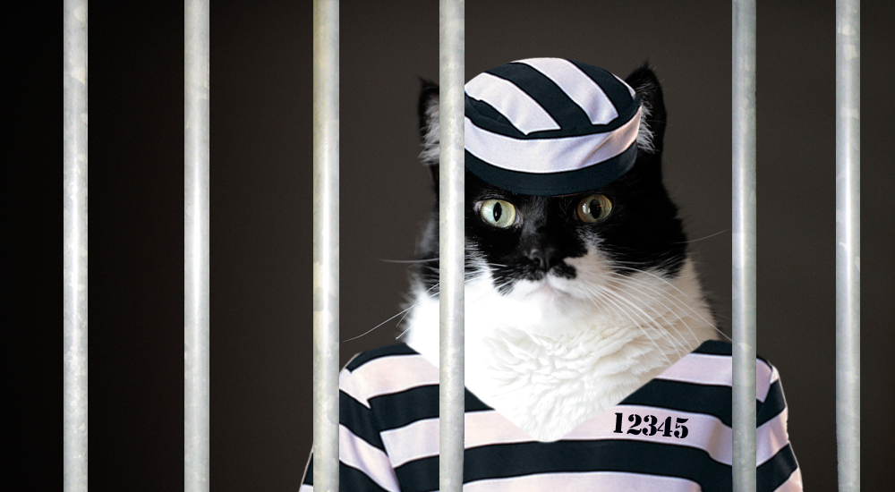cat in prison Blank Meme Template
