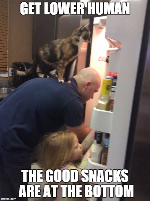 GET LOWER HUMAN; THE GOOD SNACKS ARE AT THE BOTTOM | image tagged in fridgecat | made w/ Imgflip meme maker