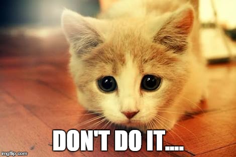 Cute cat | DON'T DO IT.... | image tagged in cute cat | made w/ Imgflip meme maker