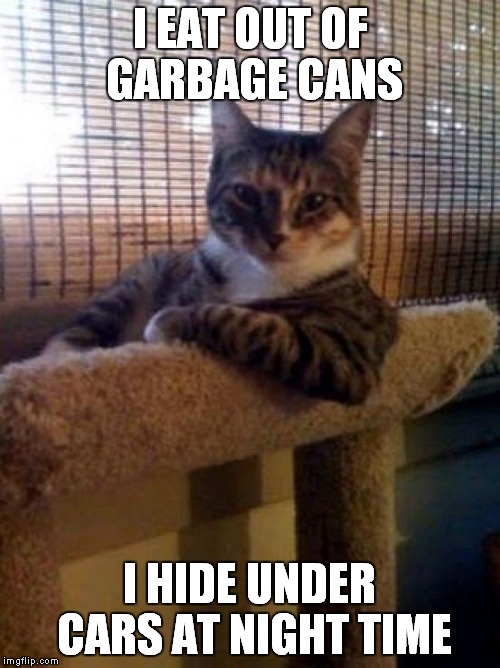 The Most Interesting Cat In The World | I EAT OUT OF GARBAGE CANS; I HIDE UNDER CARS AT NIGHT TIME | image tagged in memes,the most interesting cat in the world | made w/ Imgflip meme maker