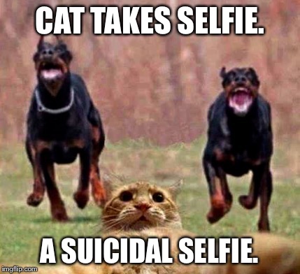 Social Media, Gone Horribly Wrong. | CAT TAKES SELFIE. A SUICIDAL SELFIE. | image tagged in memes,cats,selfies | made w/ Imgflip meme maker