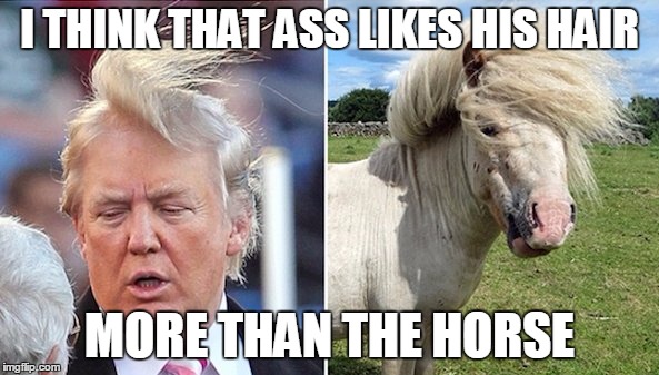 Donald Trump V.S Horse | I THINK THAT ASS LIKES HIS HAIR; MORE THAN THE HORSE | image tagged in donald trump,donald trumph hair | made w/ Imgflip meme maker