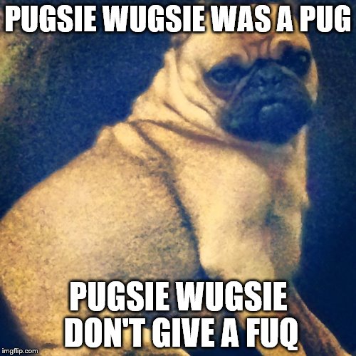 Salmon Pug | PUGSIE WUGSIE WAS A PUG; PUGSIE WUGSIE DON'T GIVE A FUQ | image tagged in salmon pug | made w/ Imgflip meme maker