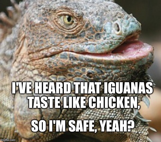 Iguana | I'VE HEARD THAT IGUANAS TASTE LIKE CHICKEN, SO I'M SAFE, YEAH? | image tagged in iguana | made w/ Imgflip meme maker