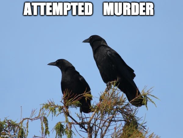 Ooohhhh....now that's a bad animal pun! | ATTEMPTED    MURDER | image tagged in funny memes,crow | made w/ Imgflip meme maker