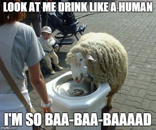 sheep drinking at water fountain | LOOK AT ME DRINK LIKE A HUMAN I'M SO BAA-BAA-BAAAAD | image tagged in sheep drinking at water fountain | made w/ Imgflip meme maker