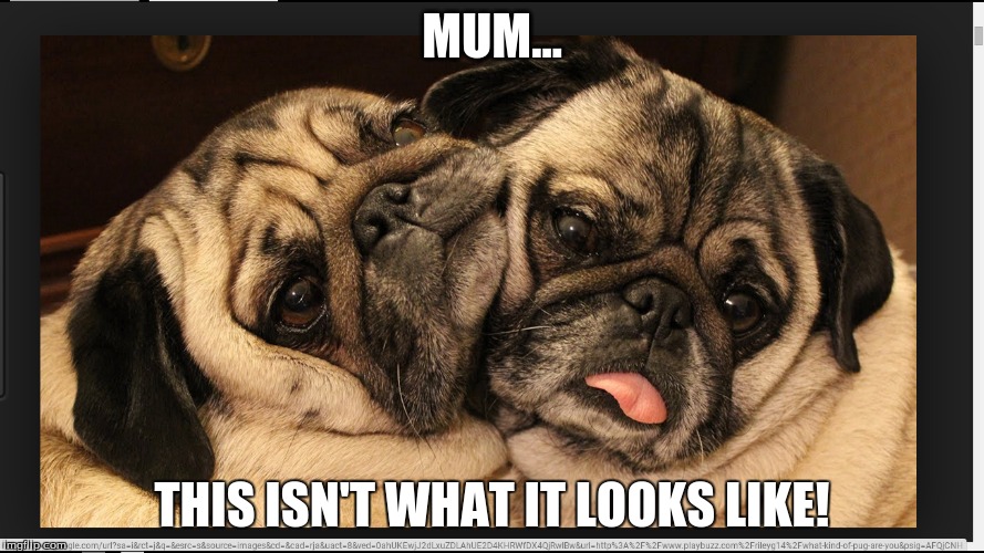 Pugs! Mom Problems Afterwards... | MUM... THIS ISN'T WHAT IT LOOKS LIKE! | image tagged in pugs,love,funny memes | made w/ Imgflip meme maker