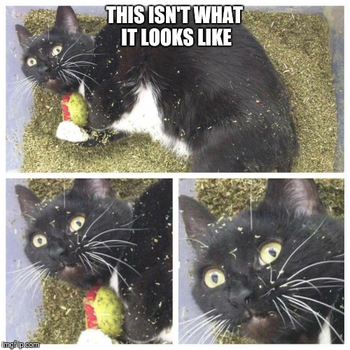 Catnipped | THIS ISN'T WHAT IT LOOKS LIKE | image tagged in catnip cat,drugs | made w/ Imgflip meme maker