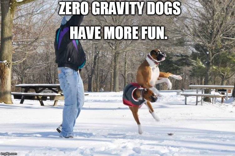 HAVE MORE FUN. ZERO GRAVITY DOGS | image tagged in zero gravity dogs | made w/ Imgflip meme maker