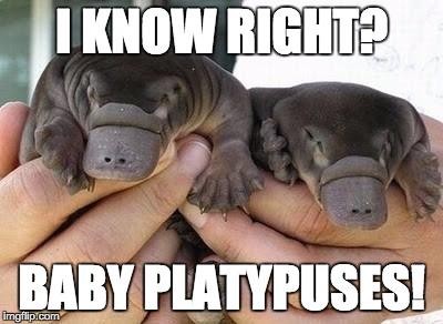 I KNOW RIGHT? BABY PLATYPUSES! | made w/ Imgflip meme maker