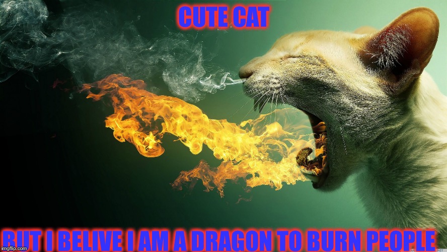 Dragon type | CUTE CAT; BUT I BELIVE I AM A DRAGON TO BURN PEOPLE | image tagged in fire cat,dragonz,catz,cute cat | made w/ Imgflip meme maker