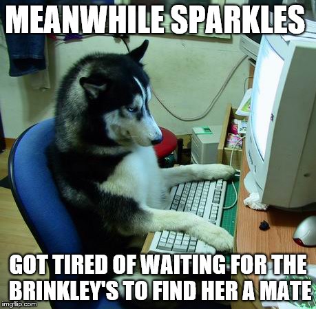 I Have No Idea What I Am Doing Meme | MEANWHILE SPARKLES; GOT TIRED OF WAITING FOR THE BRINKLEY'S TO FIND HER A MATE | image tagged in memes,i have no idea what i am doing | made w/ Imgflip meme maker