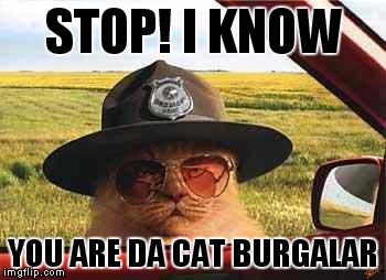 avo2484catsheriff | STOP! I KNOW; YOU ARE DA CAT BURGALAR | image tagged in avo2484catsheriff,scumbag | made w/ Imgflip meme maker