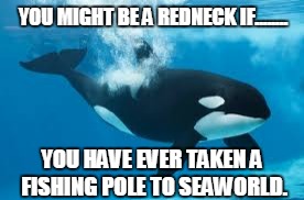 Shamu | YOU MIGHT BE A REDNECK IF........ YOU HAVE EVER TAKEN A FISHING POLE TO SEAWORLD. | image tagged in shamu | made w/ Imgflip meme maker