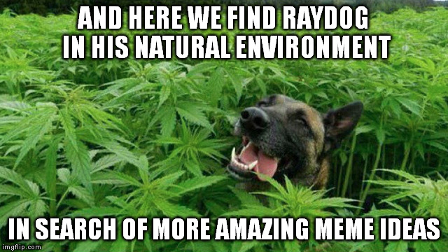 Only with Raydog's permission did I post this | AND HERE WE FIND RAYDOG IN HIS NATURAL ENVIRONMENT; IN SEARCH OF MORE AMAZING MEME IDEAS | image tagged in memes | made w/ Imgflip meme maker