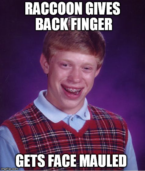 Bad Luck Brian Meme | RACCOON GIVES BACK FINGER GETS FACE MAULED | image tagged in memes,bad luck brian | made w/ Imgflip meme maker