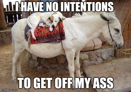 Dog on a donkey | I HAVE NO INTENTIONS; TO GET OFF MY ASS | image tagged in dog,donkey | made w/ Imgflip meme maker