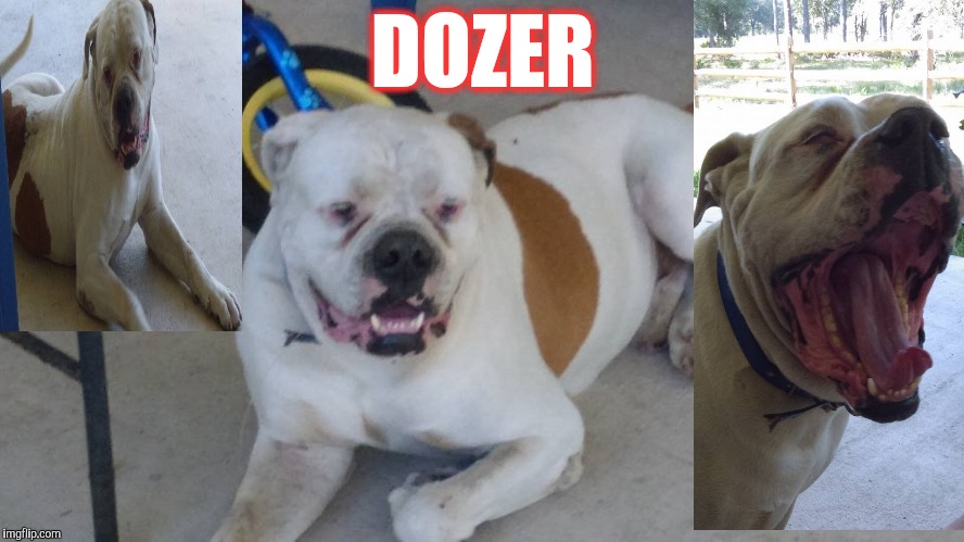 DOZER | made w/ Imgflip meme maker