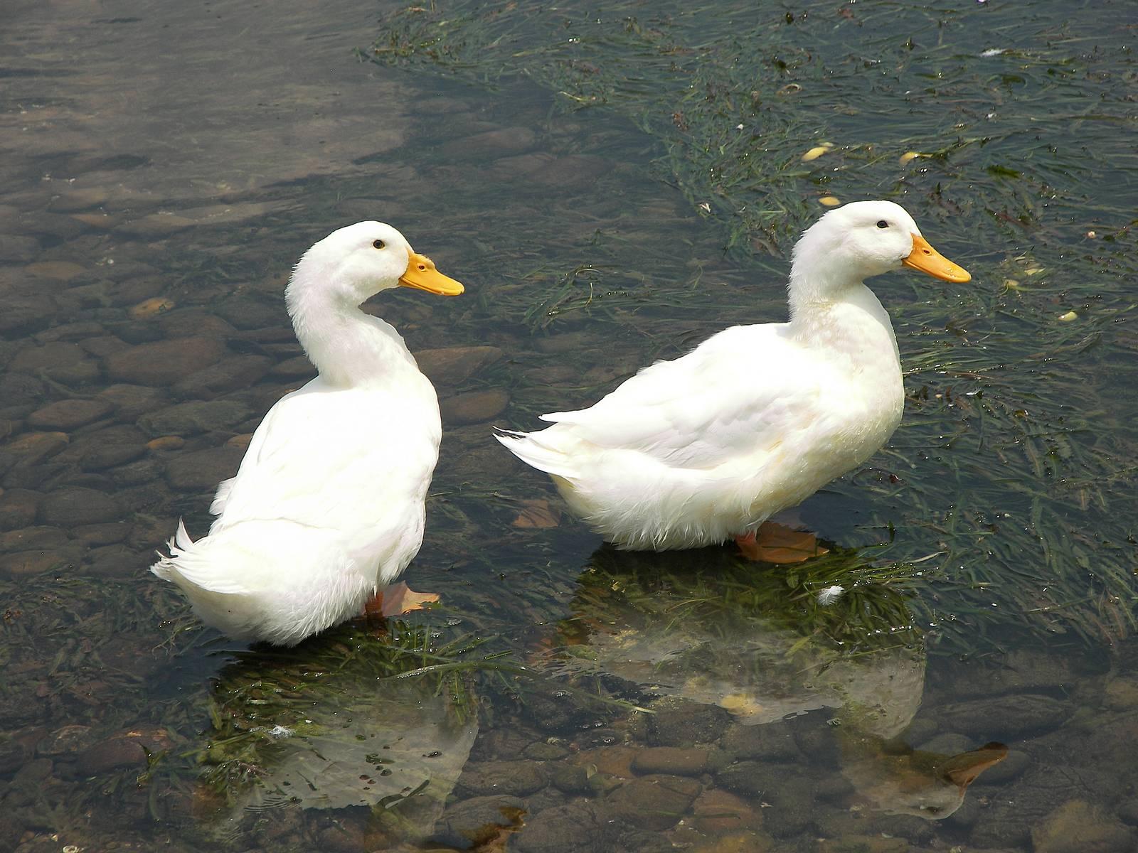 Pair of Ducks Blank Meme Template