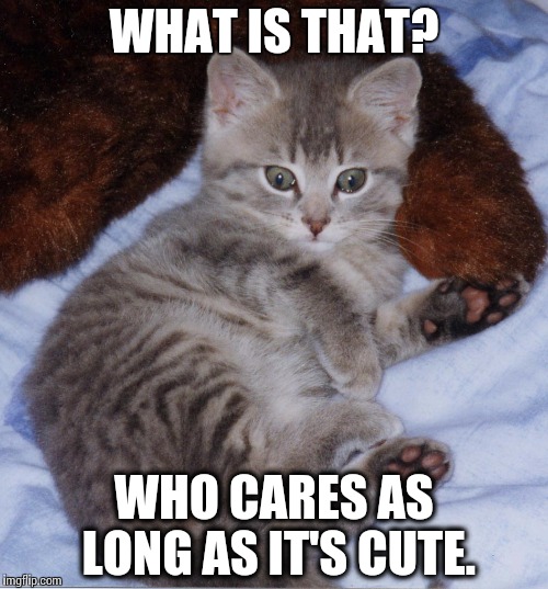 Cute_Thomas_Kitten | WHAT IS THAT? WHO CARES AS LONG AS IT'S CUTE. | image tagged in cute_thomas_kitten | made w/ Imgflip meme maker