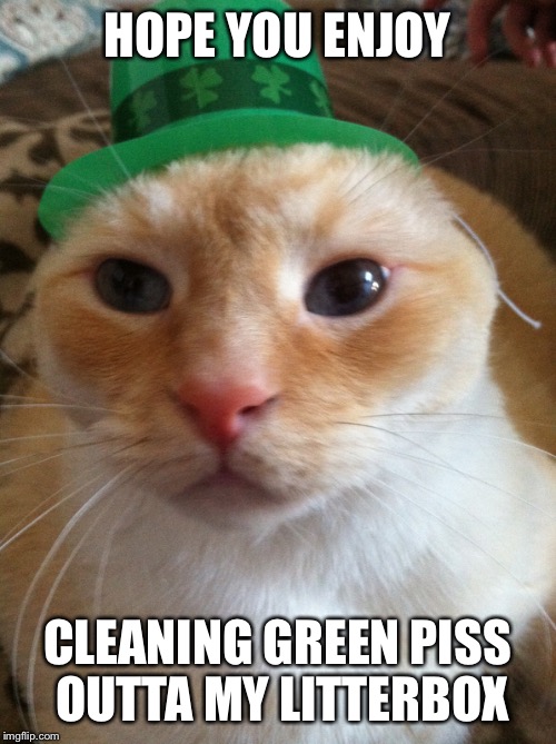 St. Patty Katty | HOPE YOU ENJOY; CLEANING GREEN PISS OUTTA MY LITTERBOX | image tagged in memes | made w/ Imgflip meme maker