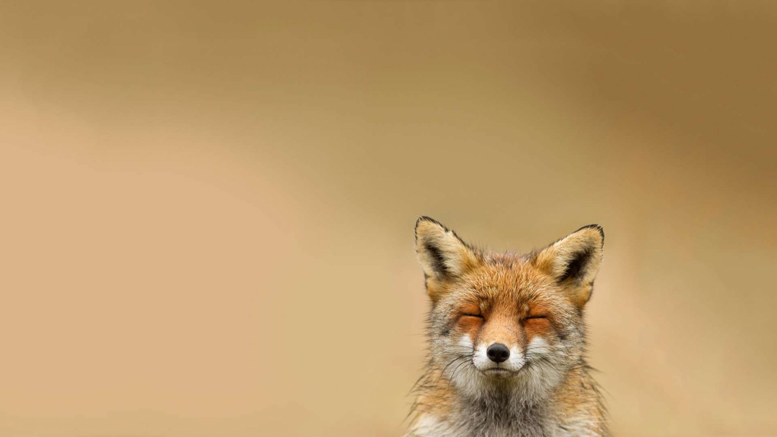 Fox Meditating Blank Meme Template