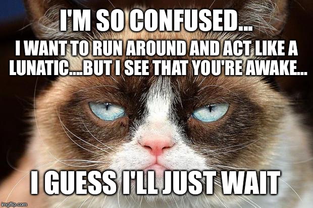 I'm more of a Dog Person, but this is what my Cat Friends tell me... | I'M SO CONFUSED... I WANT TO RUN AROUND AND ACT LIKE A LUNATIC....BUT I SEE THAT YOU'RE AWAKE... I GUESS I'LL JUST WAIT | image tagged in grumpy cat not amused,cats,lunatic,grumpy cat | made w/ Imgflip meme maker
