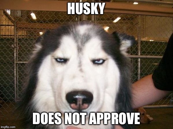 HUSKY; DOES NOT APPROVE | image tagged in husky,dog | made w/ Imgflip meme maker