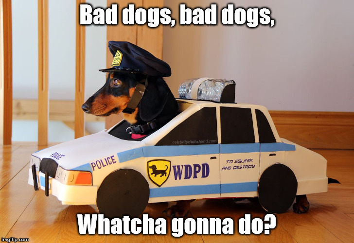 K-9 Unit Reporting In | Bad dogs, bad dogs, Whatcha gonna do? | image tagged in dog,police,cops | made w/ Imgflip meme maker