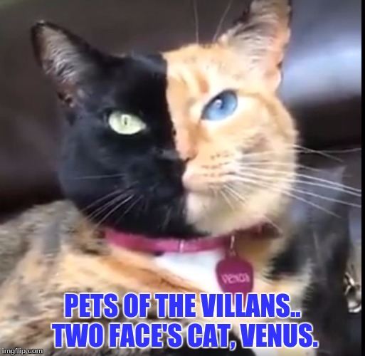 PETS OF THE VILLANS.. TWO FACE'S CAT, VENUS. | image tagged in cartoons,humor | made w/ Imgflip meme maker