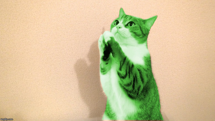 RayCat Pray | . | image tagged in raycat pray | made w/ Imgflip meme maker