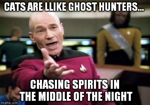 Picard Wtf Meme | CATS ARE LLIKE GHOST HUNTERS... CHASING SPIRITS IN THE MIDDLE OF THE NIGHT | image tagged in memes,picard wtf | made w/ Imgflip meme maker