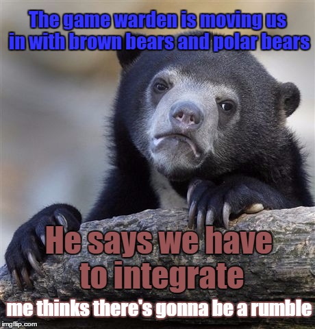 Confession Bear | The game warden is moving us in with brown bears and polar bears; He says we have to integrate; me thinks there's gonna be a rumble | image tagged in memes,confession bear | made w/ Imgflip meme maker