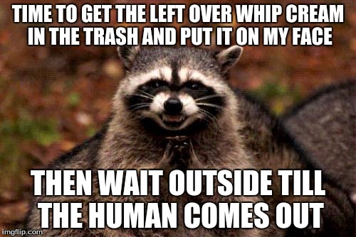 Evil Plotting Raccoon Meme | TIME TO GET THE LEFT OVER WHIP CREAM IN THE TRASH AND PUT IT ON MY FACE; THEN WAIT OUTSIDE TILL THE HUMAN COMES OUT | image tagged in memes,evil plotting raccoon | made w/ Imgflip meme maker