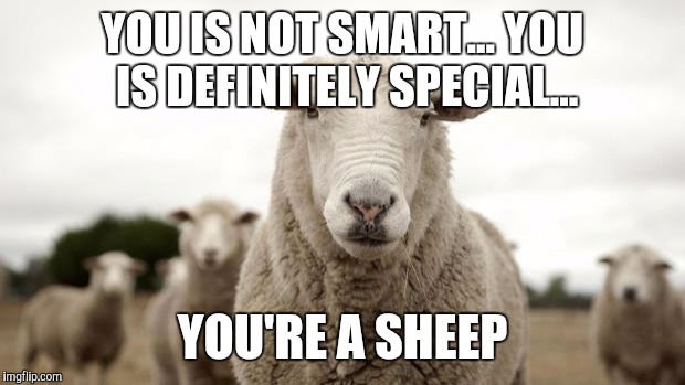 Sheep | YOU IS NOT SMART...
YOU IS DEFINITELY SPECIAL... YOU'RE A SHEEP | image tagged in sheep | made w/ Imgflip meme maker