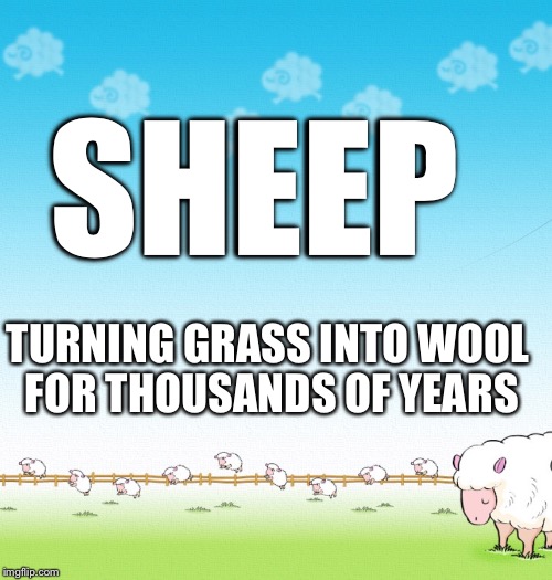 LIGHTHEARTED SHEEP | SHEEP TURNING GRASS INTO WOOL FOR THOUSANDS OF YEARS | image tagged in lighthearted sheep | made w/ Imgflip meme maker