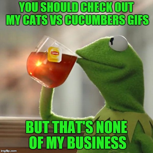 But That's None Of My Business Meme | YOU SHOULD CHECK OUT MY CATS VS CUCUMBERS GIFS BUT THAT'S NONE OF MY BUSINESS | image tagged in memes,but thats none of my business,kermit the frog | made w/ Imgflip meme maker