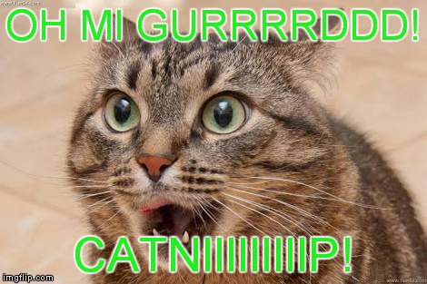 Funny cat | OH MI GURRRRDDD! CATNIIIIIIIIIP! | image tagged in funny cat | made w/ Imgflip meme maker