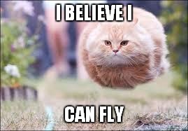 flying cat ball | I BELIEVE I; CAN FLY | image tagged in flying cat ball | made w/ Imgflip meme maker
