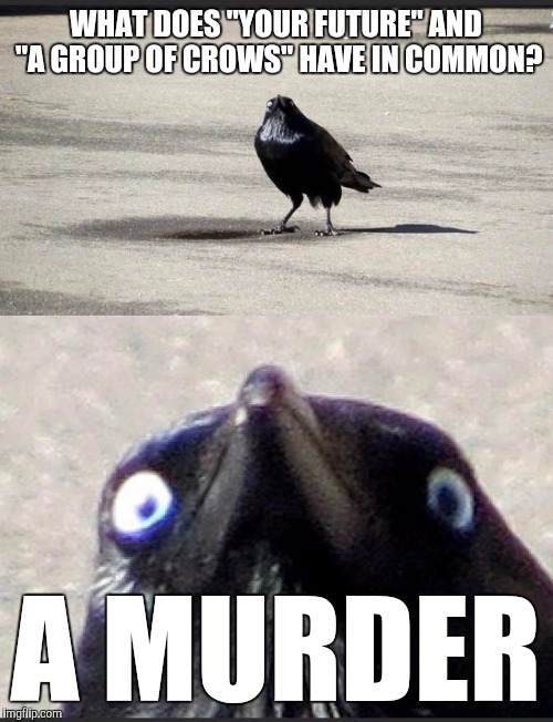 insanity crow | WHAT DOES "YOUR FUTURE" AND "A GROUP OF CROWS" HAVE IN COMMON? A MURDER | image tagged in insanity crow,funny,memes,death from above,definitely a repost,old but gold | made w/ Imgflip meme maker