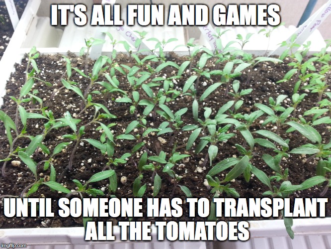 IT'S ALL FUN AND GAMES; UNTIL SOMEONE HAS TO TRANSPLANT ALL THE TOMATOES | made w/ Imgflip meme maker
