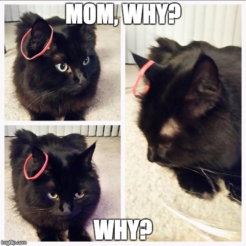 MOM, WHY? WHY? | image tagged in jazzy rubber band | made w/ Imgflip meme maker