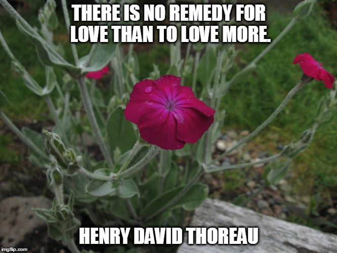 Love... | THERE IS NO REMEDY FOR LOVE THAN TO LOVE MORE. HENRY DAVID THOREAU | image tagged in henry david thoreau | made w/ Imgflip meme maker