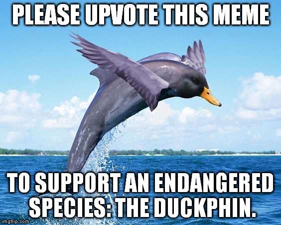 I need help spreading awareness of its endangered status. | PLEASE UPVOTE THIS MEME; TO SUPPORT AN ENDANGERED SPECIES: THE DUCKPHIN. | image tagged in memes,duckphin,funny | made w/ Imgflip meme maker