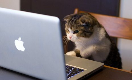 High Quality Cat Laptop Blank Meme Template